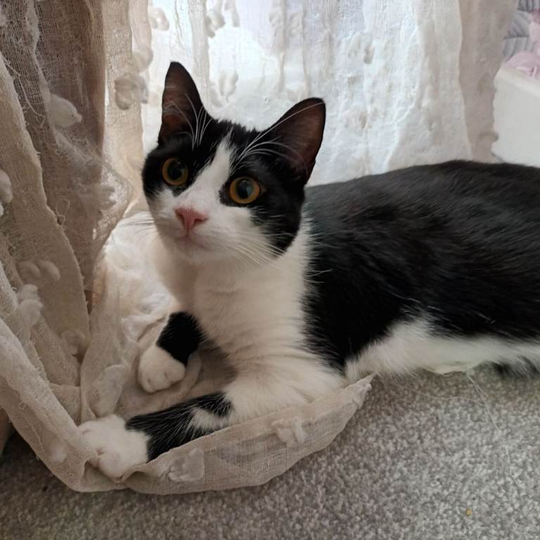 11 month old cat for sale