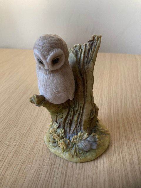 Teviotdale Owl on Tree Branch