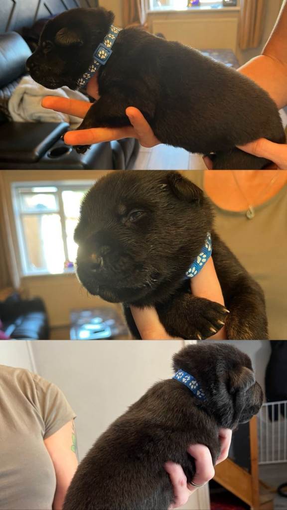 beautiful shepkita puppies 