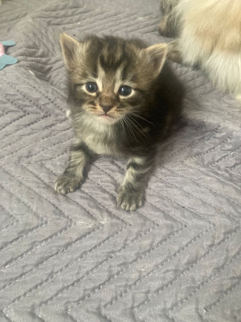 Kittens x 