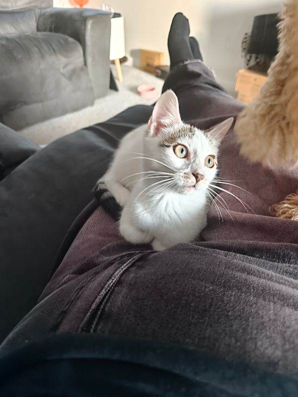 Female white tabby kitten