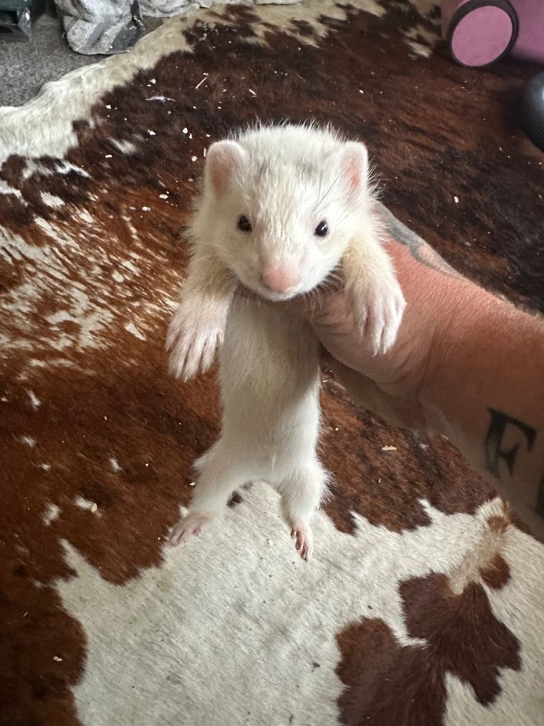 Ferrets