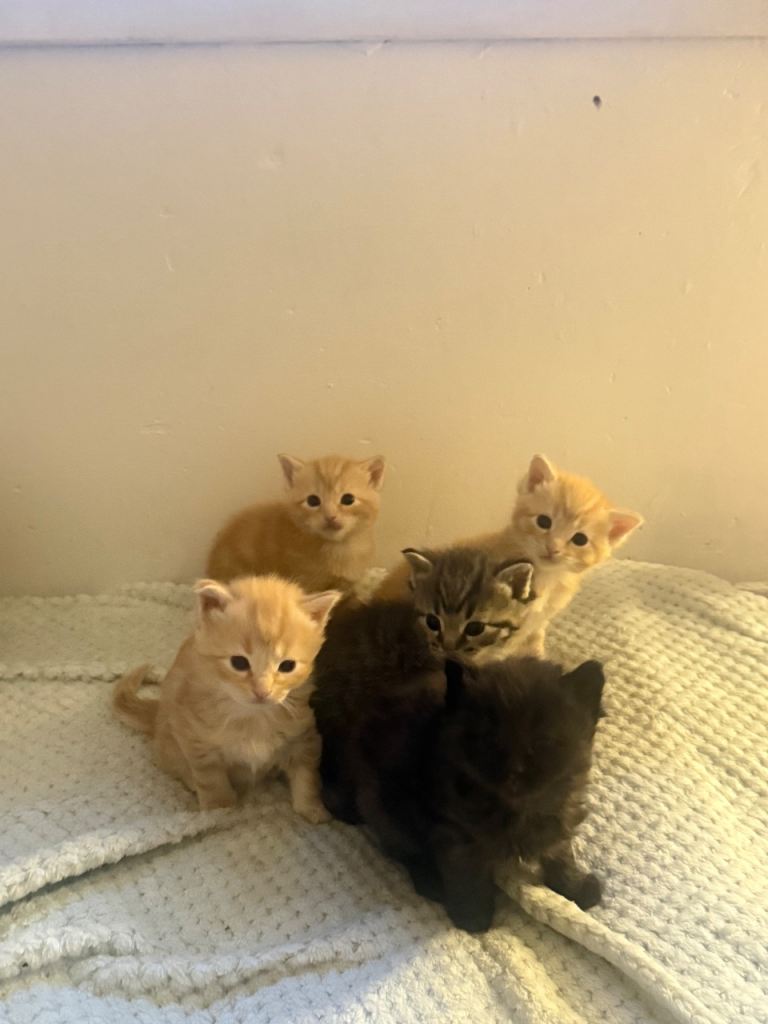 Kittens 