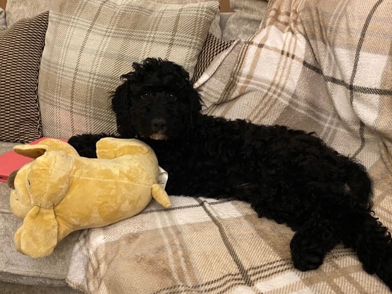 6 Month Old Cockerpoo Male Puppy