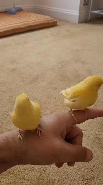 Canary
