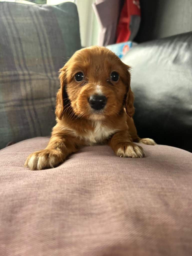 Cavapoo puppies- ready this weekend 