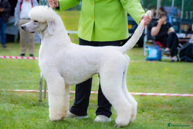 💎 Champion Bloodlines Standard Poodle Puppies 🐩