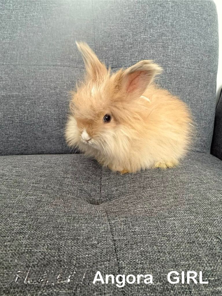 🐰 Premium Purebred English Angora Bunnies – £150 Each 🐰