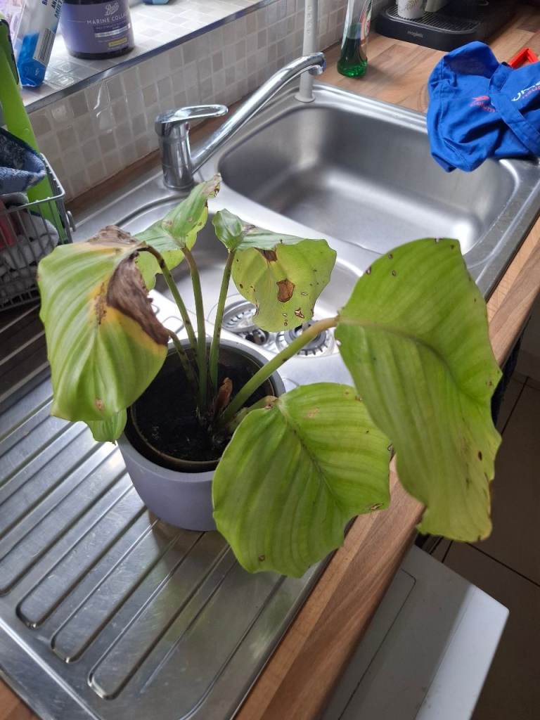 Calathea Plant in Pot – Needs a Bit of TLC