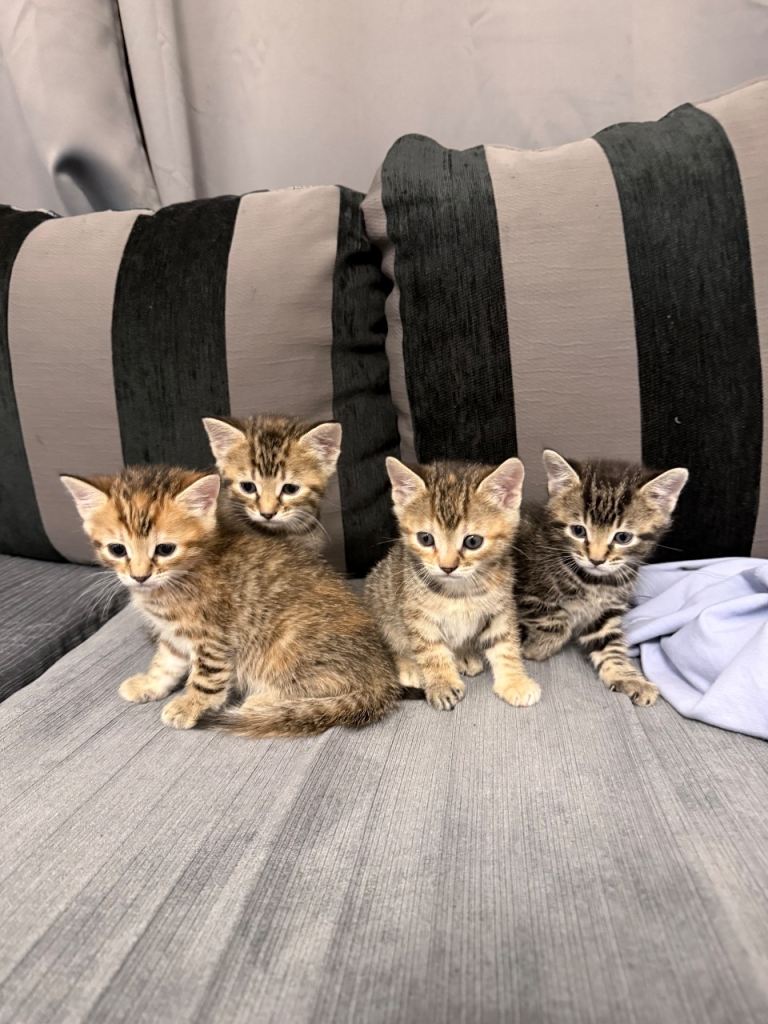 Kittens ready for new home!!