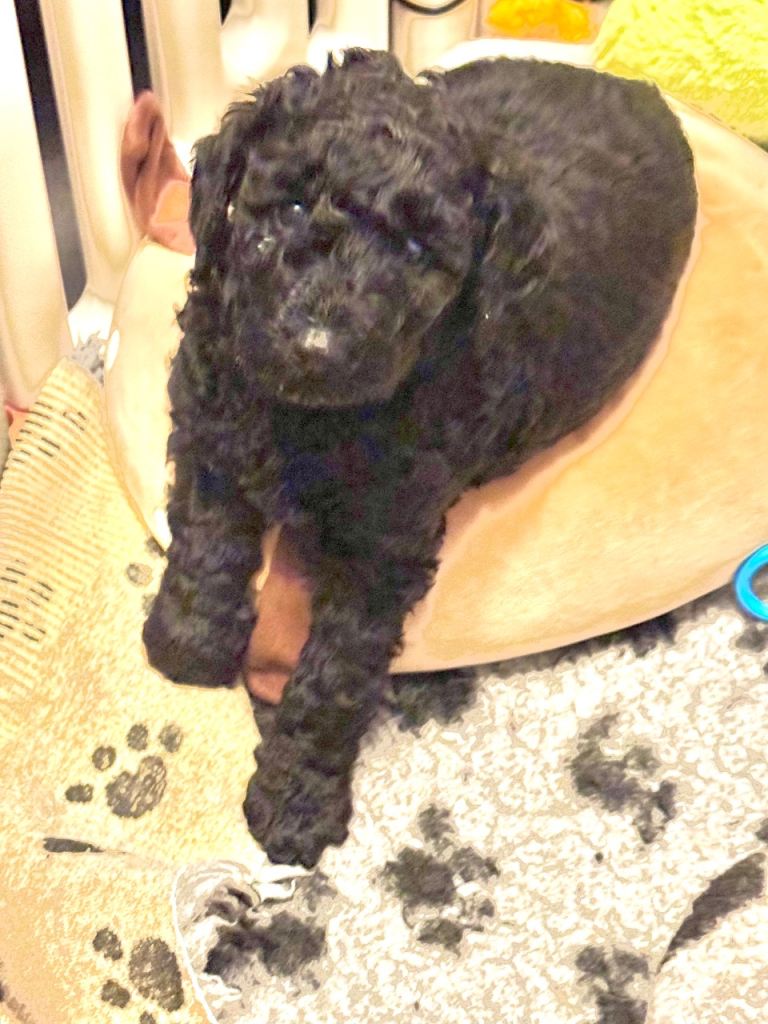 Standard poodle puppies 