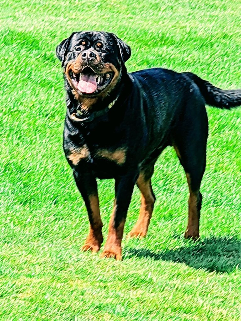 2 year old Rottweiler 