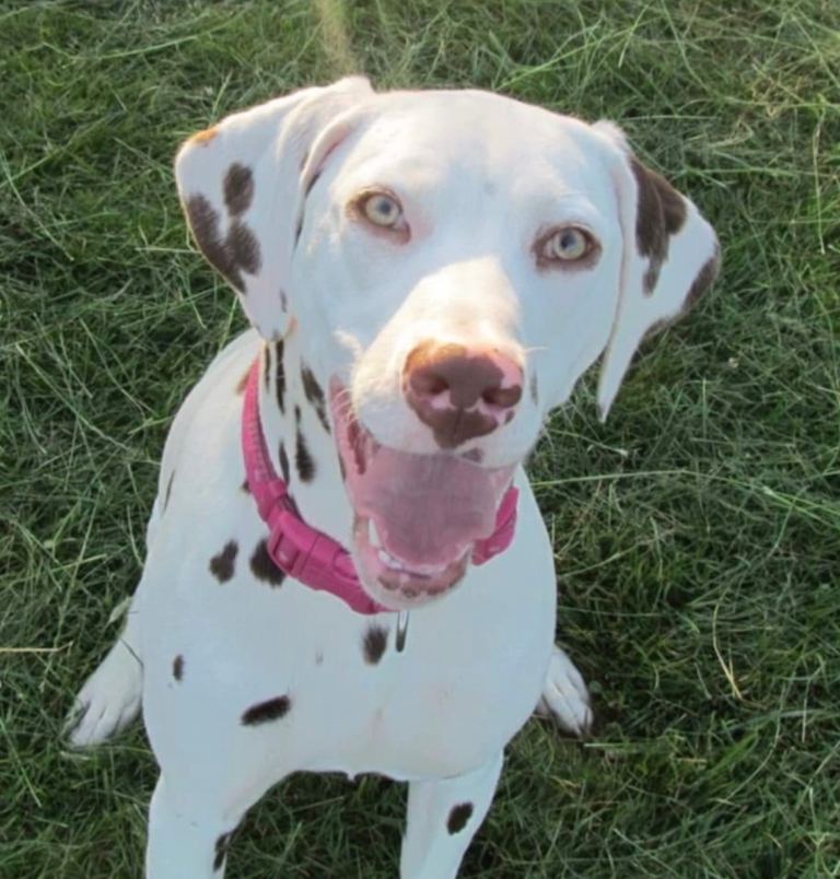 8 year old Dalmatian