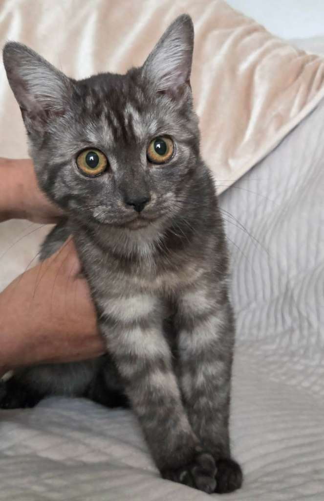 16 weeks old Charcoal Grey BSH Kittens 