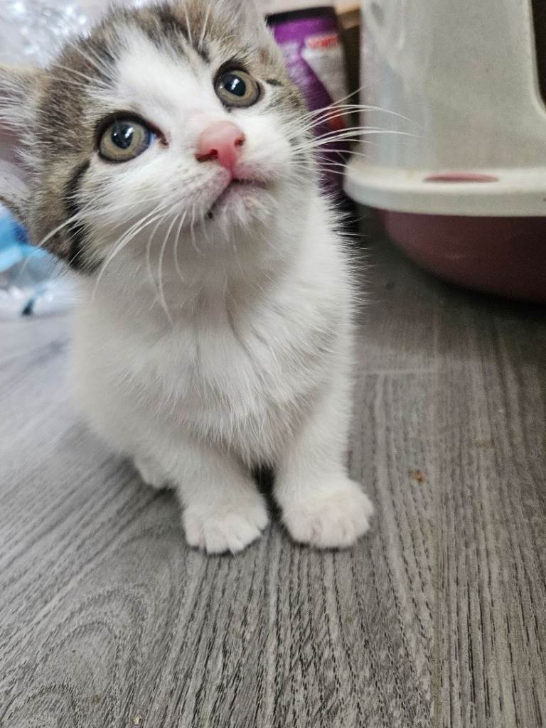2 beautiful kittens
