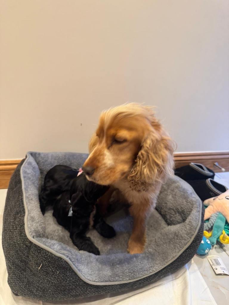 Adorable Show Type Girl Cocker Spaniel Puppy. 