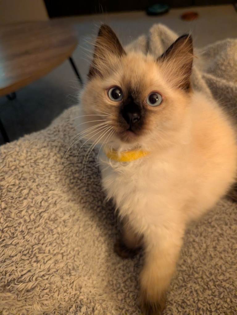 2 Boys left - Stunning Seal Point Ragdoll Kitten