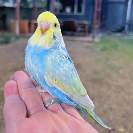 Baby budgies&cage&food