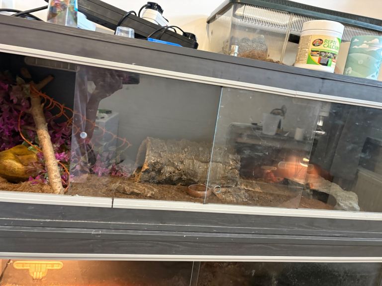 Leopard gecko