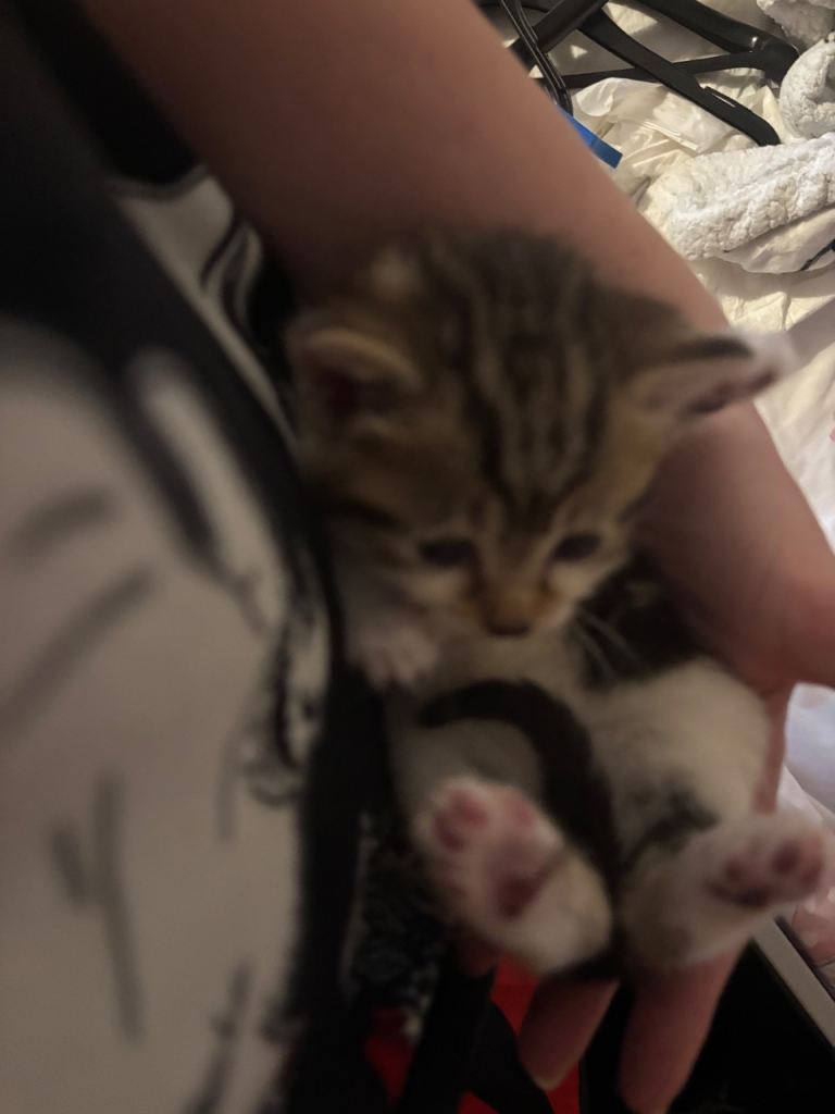 Kittens looking for there forever home! Stunning colours like baby tigers 