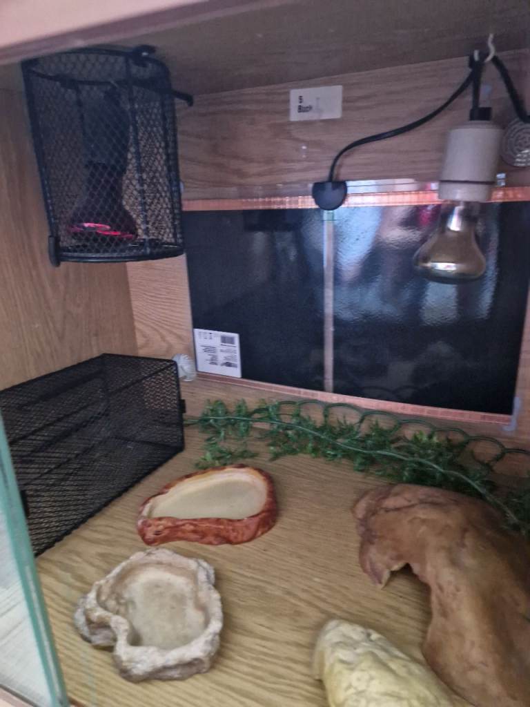 Reptile
