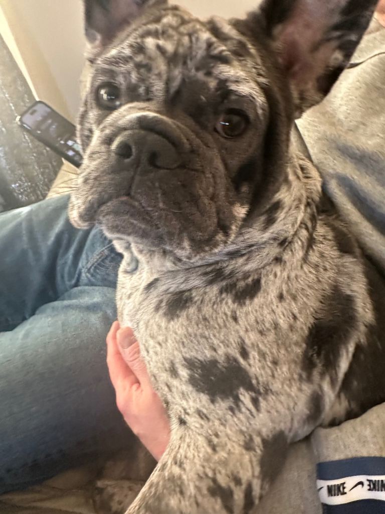 11 month old female English x French bulldog 