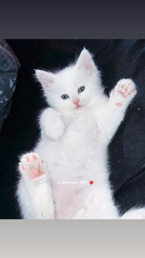 Mainecoons x ragdoll