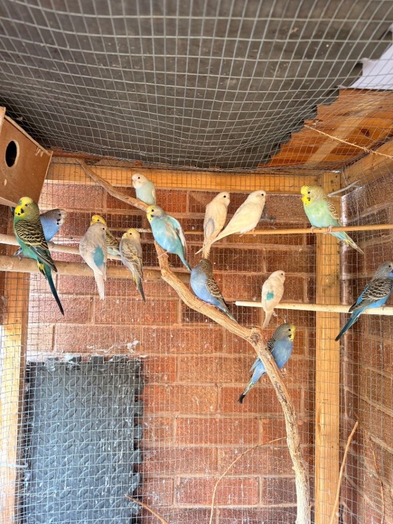 Budgies for sale 