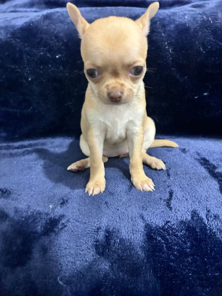  chihuahua pup