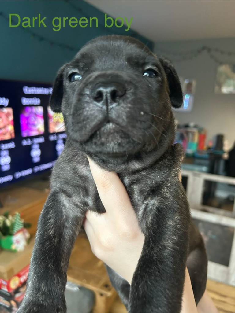 Spanish Mastiff X puppies for sale