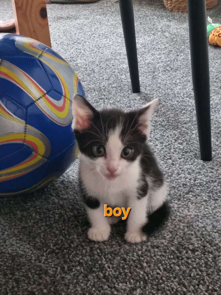 2 Adorable Kittens Looking for Loving Homes – 1 Girls & 1 Boys