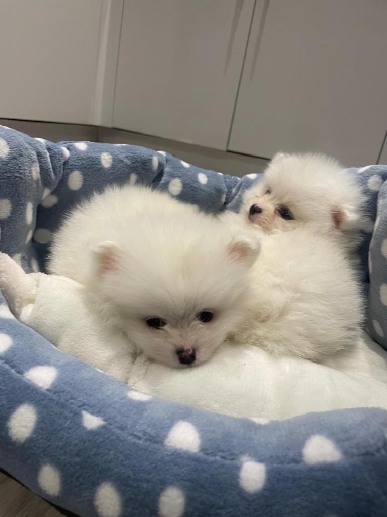 Gorgeous Pomeranian puppies for sale 