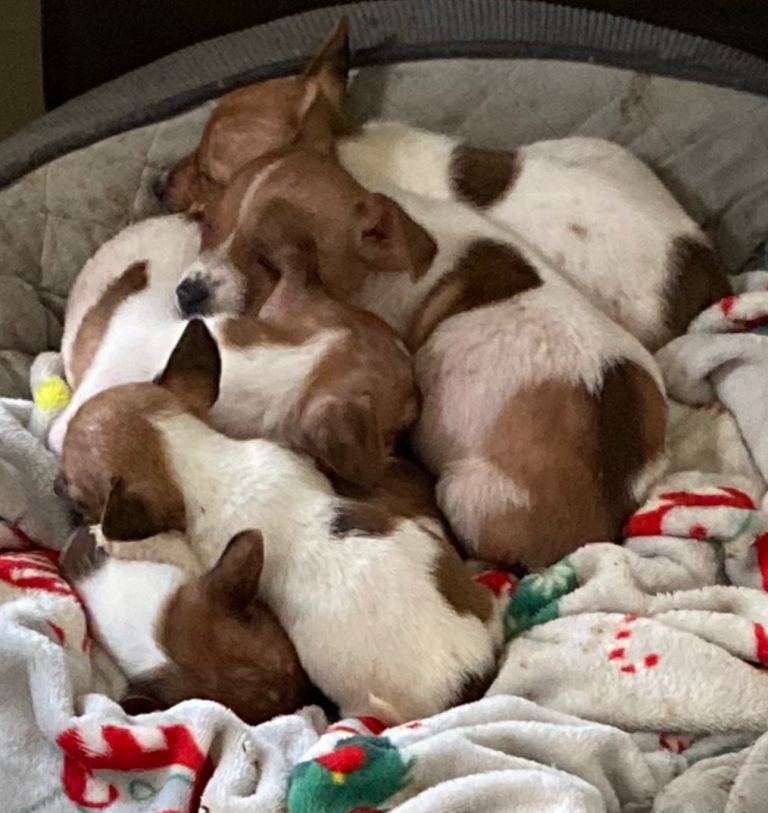 Gorgeous Jack Russel pups  