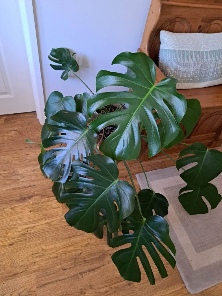 Large Monstera Deliciosa House Plant – Healthy & Vibrant