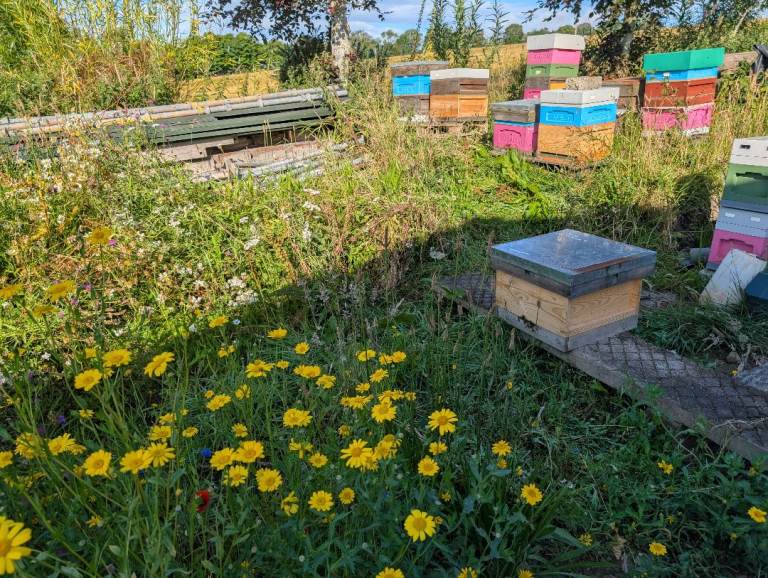 Honey bees - on national frames