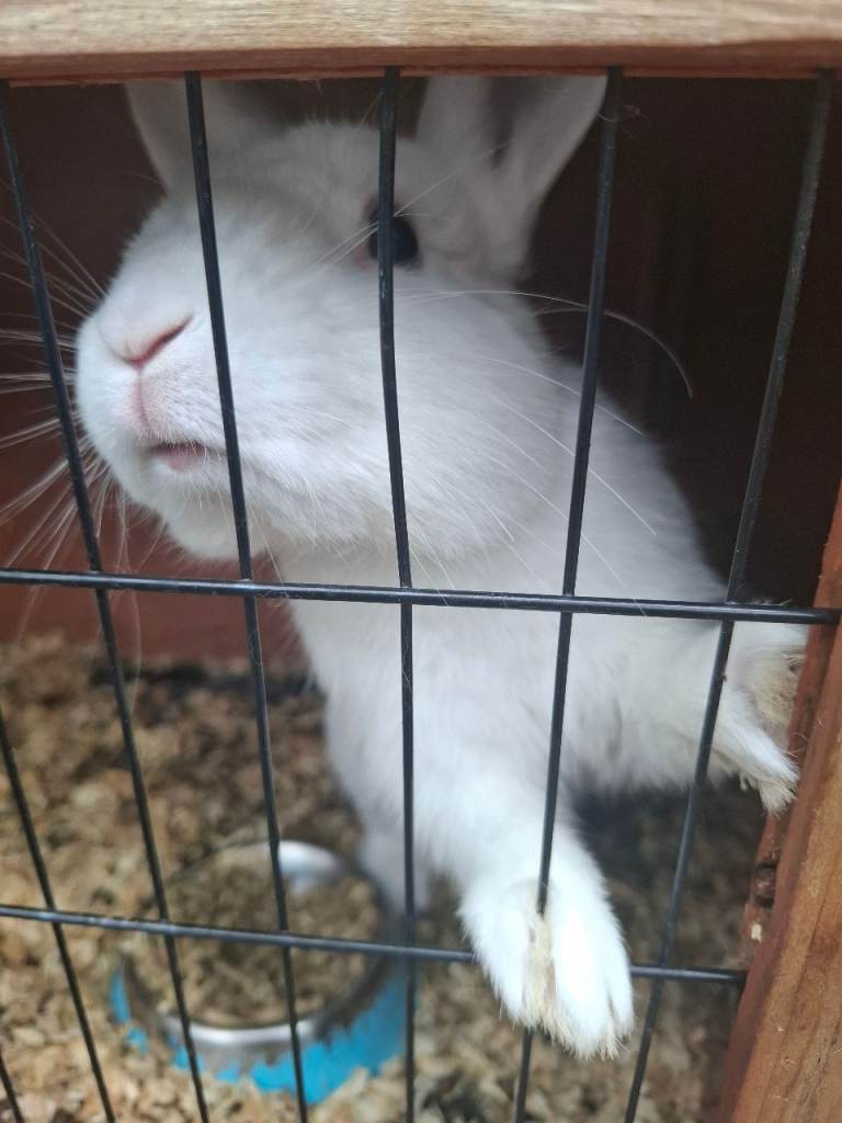 Boy rabbit 