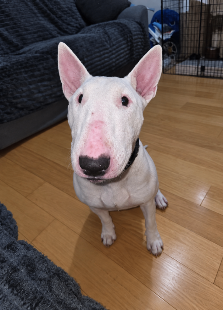 English bull terrier