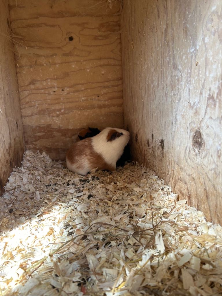Adult male guinea pig