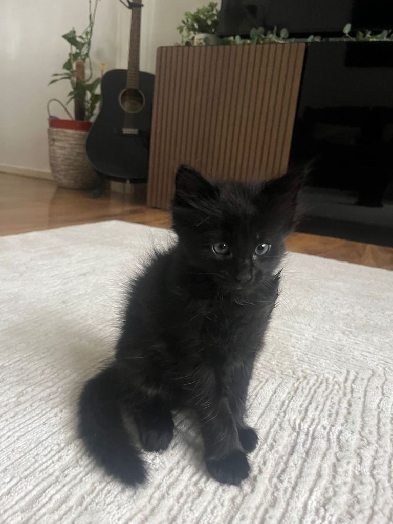 🐾 adorable black kitten searching for a forever home 