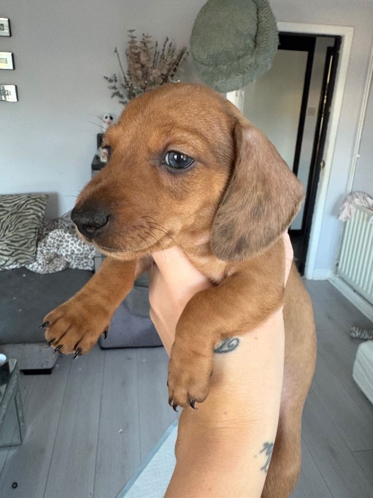 Miniature Daschund puppies 