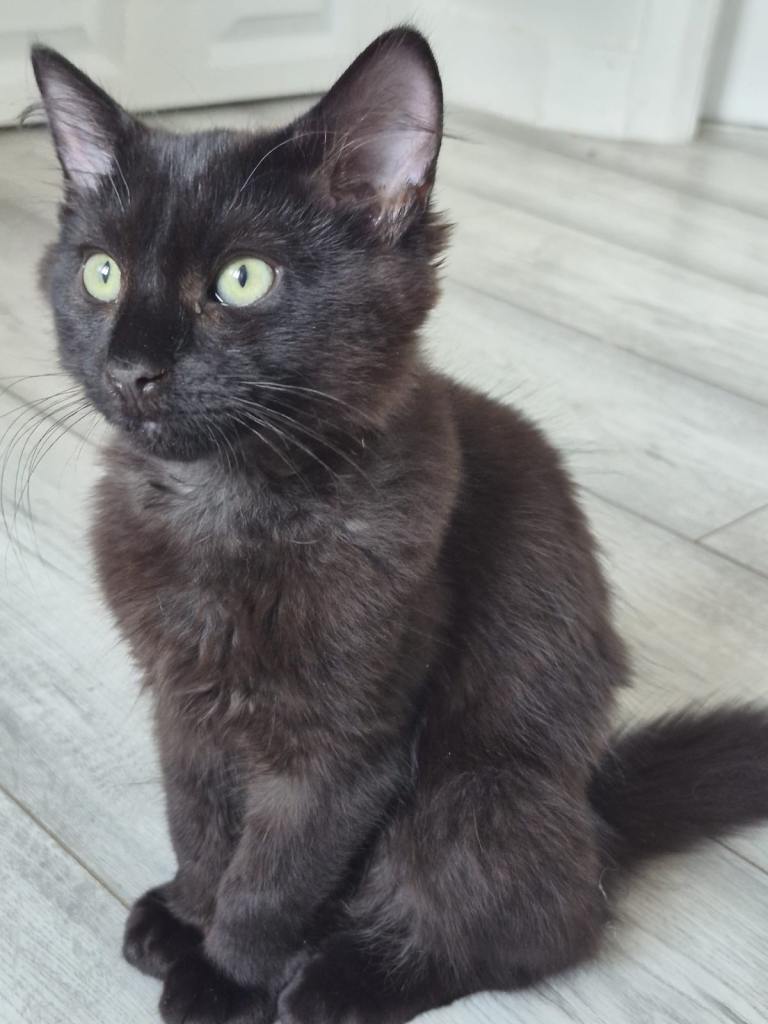 5 beautiful Siberian kittens for sale