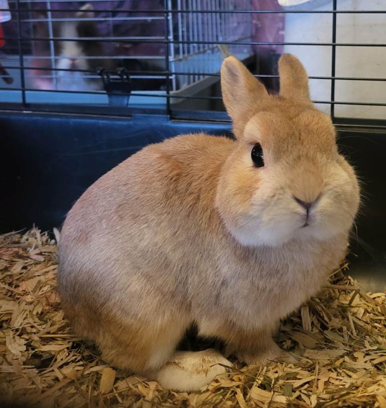 Babby rabbits 