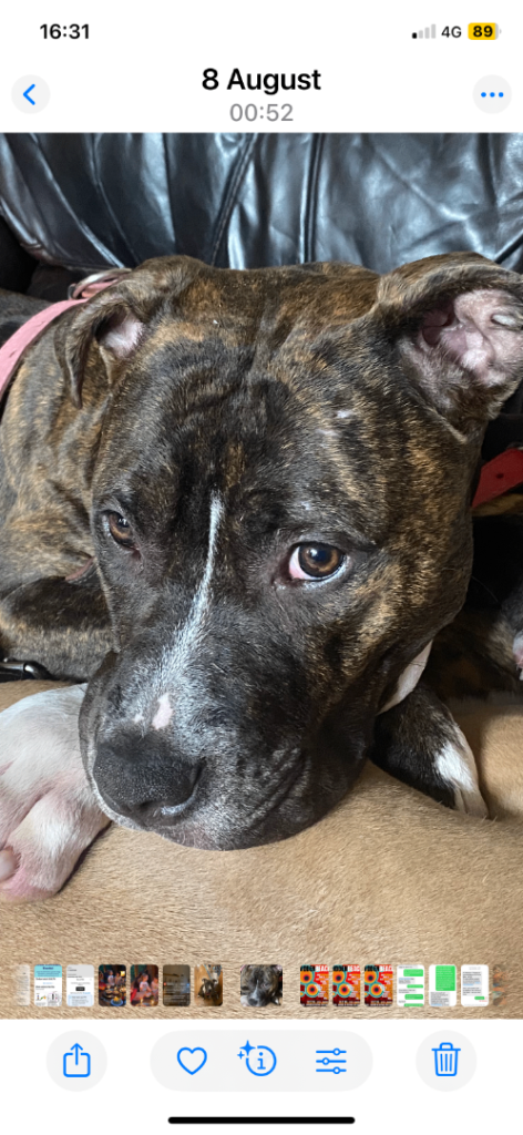 Beautiful Scott American Bulldog x Staffy