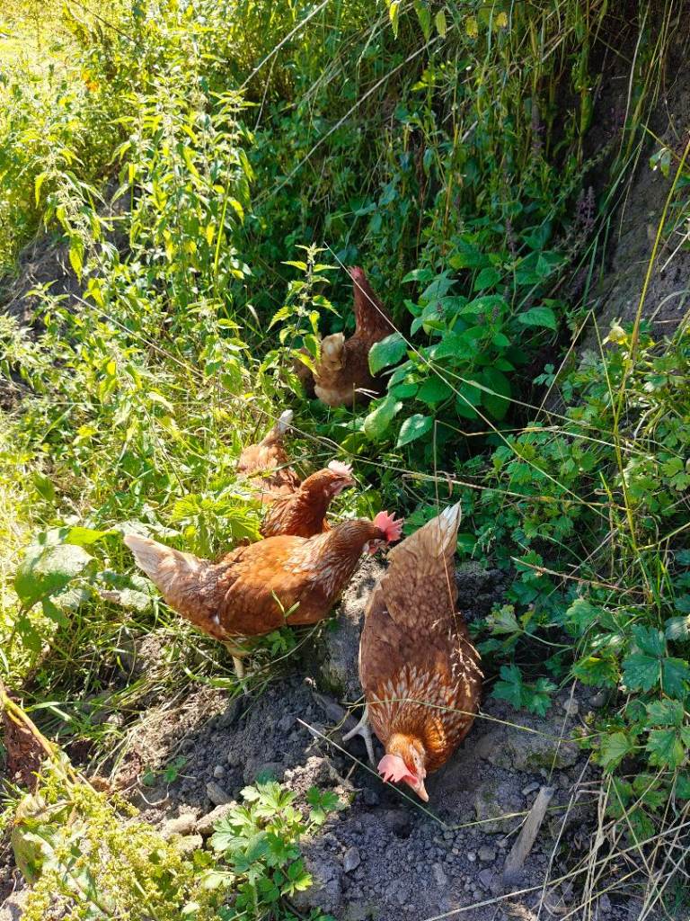 Laying hens