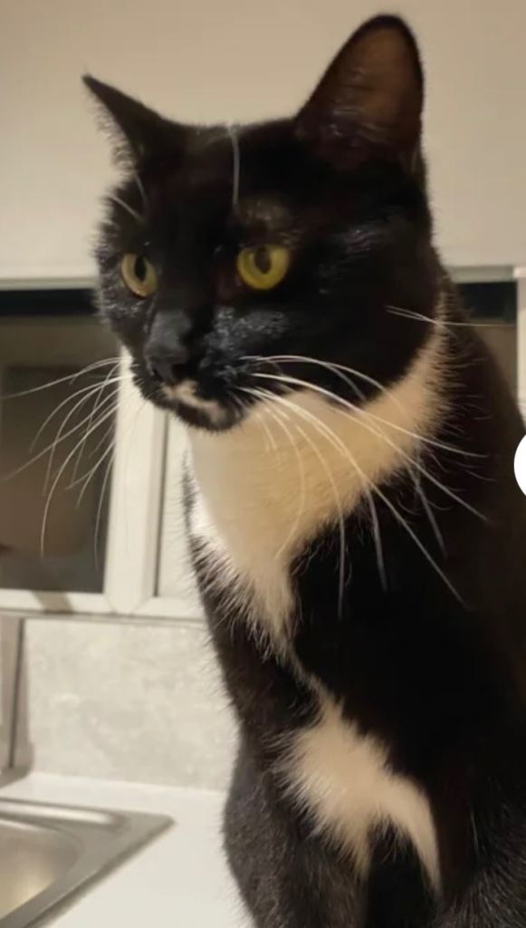 Luna - British Shorthair Tuxedo