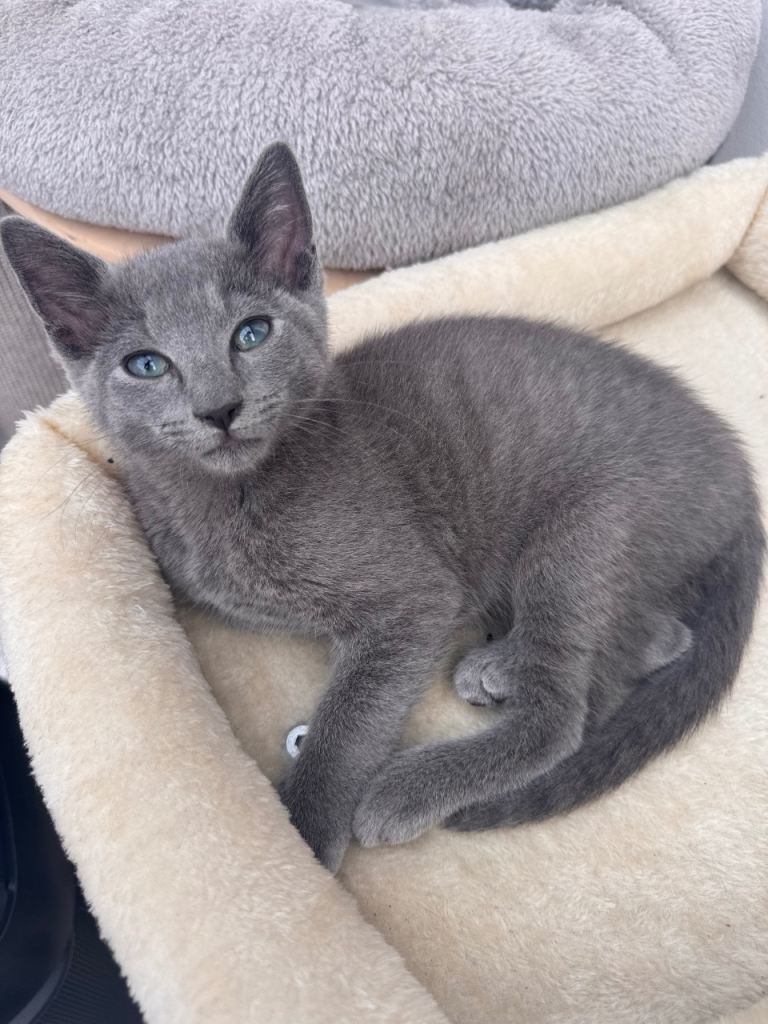 Ragdoll/russian blue cross kittens 
