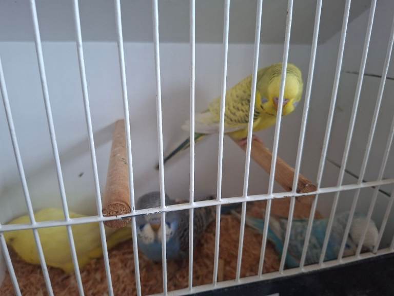 BUDGIES ###BUDGIES YOUNG BIRDS 