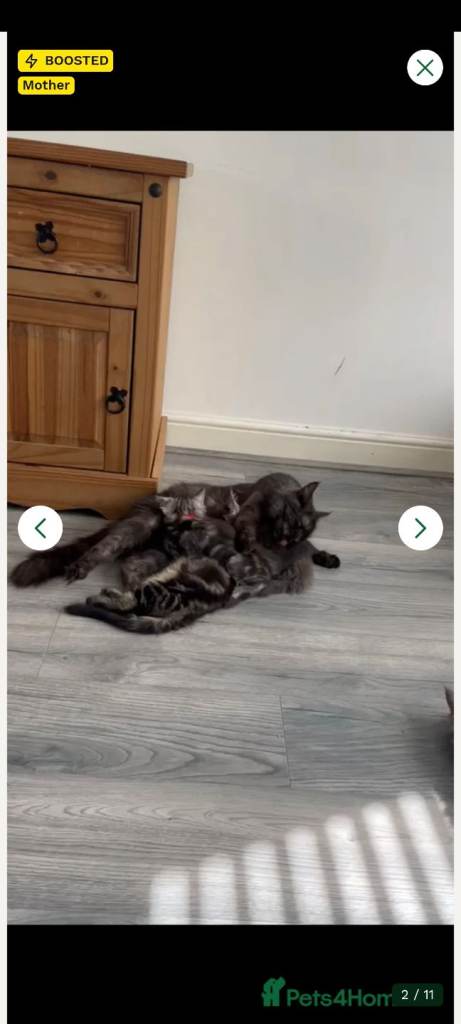 Beautiful main coon kittens