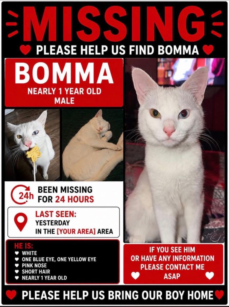 Lost cat / Stolen