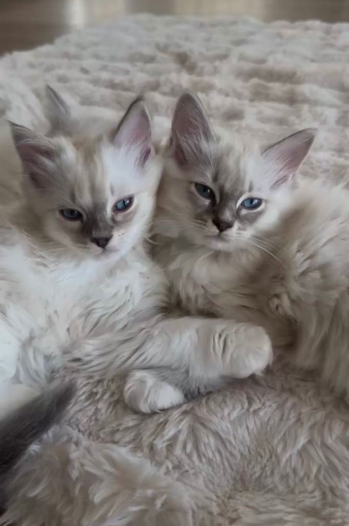 Stunning luxury ragdoll kittens 